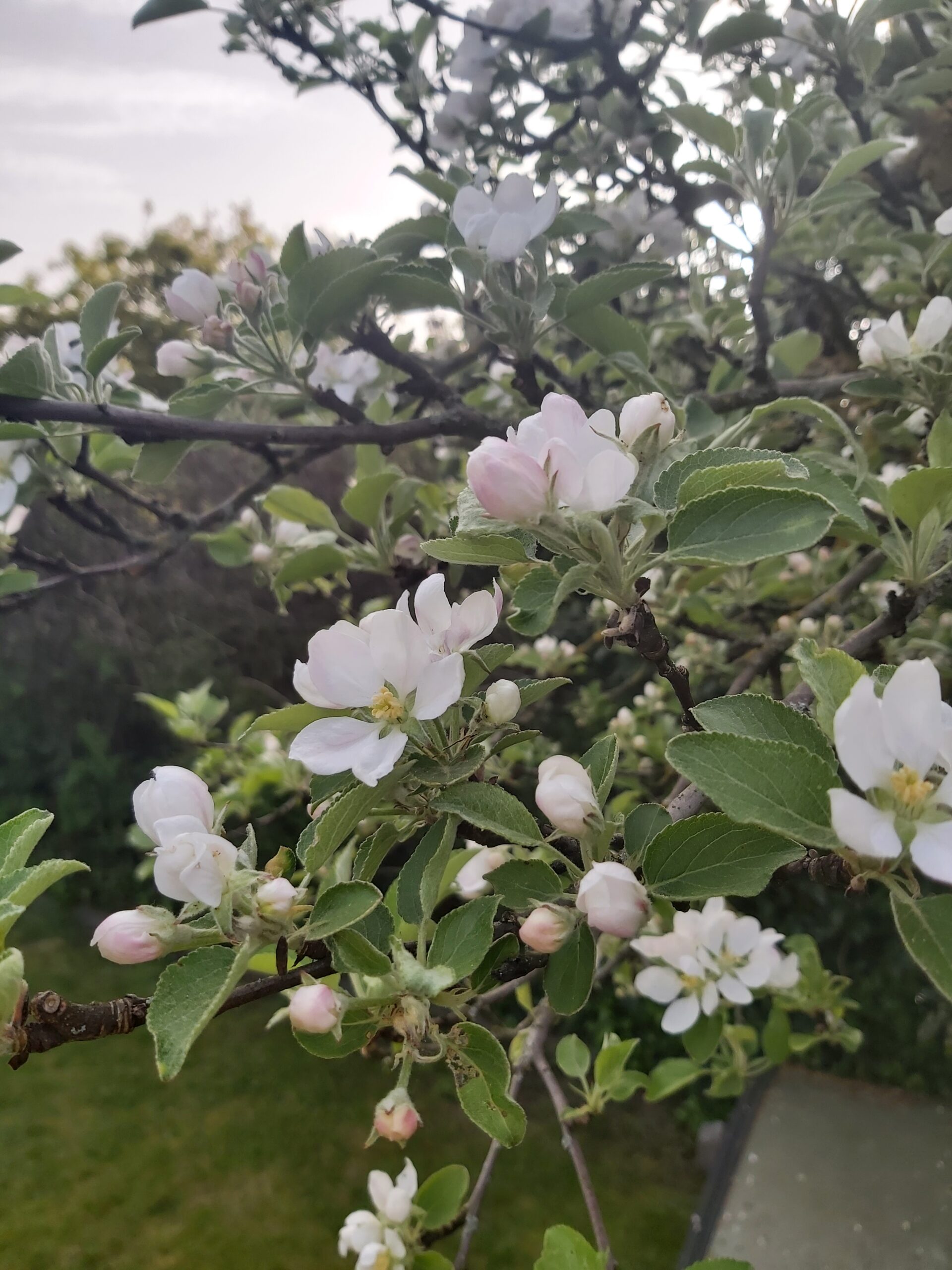 N wie NATUR